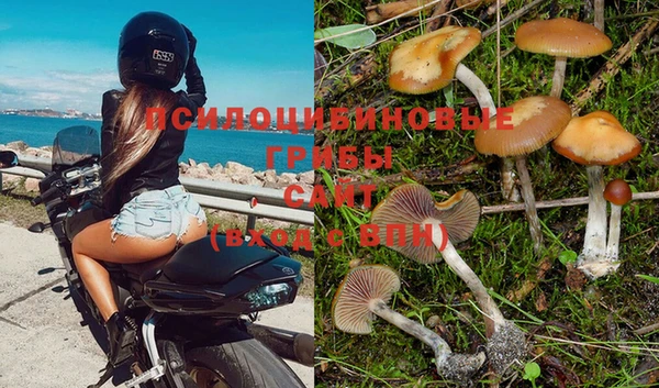 сатива Алексеевка